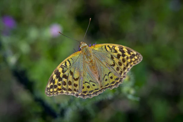 Zbliżenie Ciemnozielonej Fritillary Oset Polu Rozmytym Tle — Zdjęcie stockowe