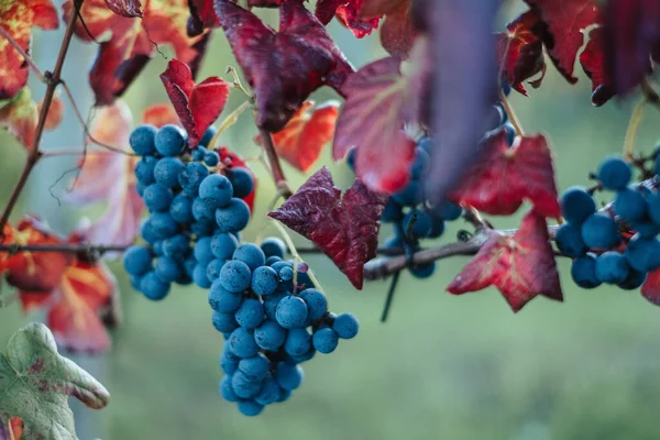 Scenic View Fresh Grapes Vineyard Blurred Background — Stock Photo, Image