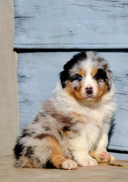 Una Hermosa Toma Cachorro Raza Pura Pastor Australiano Aire Libre — Foto de Stock