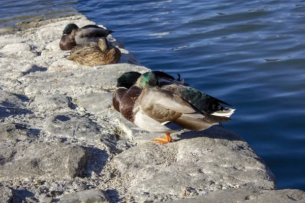 在阳光下被水环绕的岩石海岸上栖息着一群野鸭的特写镜头 — 图库照片