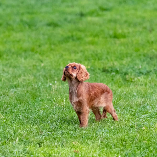 Ein Hund Cavalier King Charles Ein Rubinfarbener Welpe Steht Garten — Stockfoto