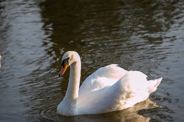 Una Hermosa Toma Cisne Nadando Estanque — Foto de Stock