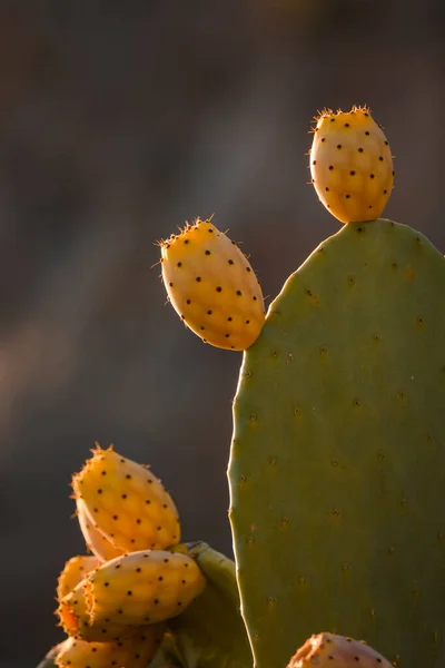 Close Pequenos Cactos Com Fundo Borrado — Fotografia de Stock