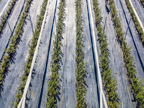 日中は巨大な畑の木々のラインのトップビューショット — ストック写真