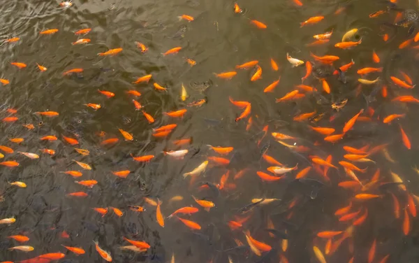 Sekelompok Ikan Mas Berenang Kolam Siang Hari — Stok Foto