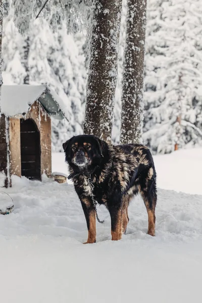 Eine Vertikale Aufnahme Eines Haushundes Der Winterschnee Einen Käfig Gebunden — Stockfoto