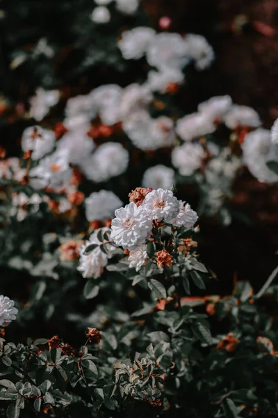 Vertikal Bild Vita Blommor Med Gröna Blad Suddig Bakgrund — Stockfoto