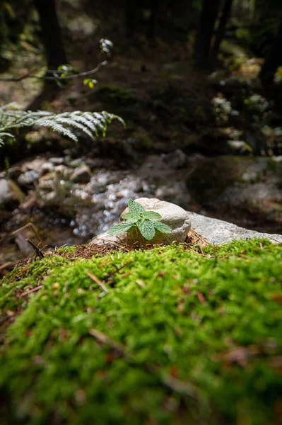 Вертикальний Знімок Скелі Покритий Травою Лісі Вдень — стокове фото