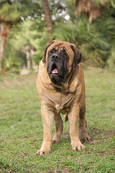 马什蒂夫犬的垂直镜头 — 图库照片