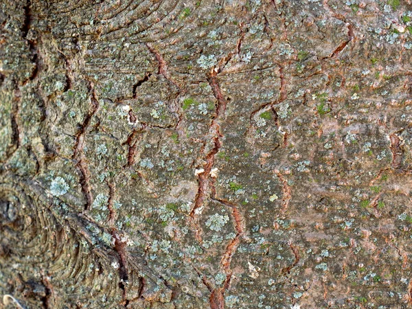 Çatlaklı Bir Ağaç Gövdesinin Pürüzlü Dokusu — Stok fotoğraf