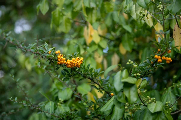 Arka Planda Bulanık Bir Bahçede Portakal Meyvelerinin Yakın Plan Çekimi — Stok fotoğraf