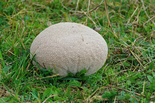 Close Grande Cogumelo Puffball Calvatia Utriformis Nas Pastagens — Fotografia de Stock