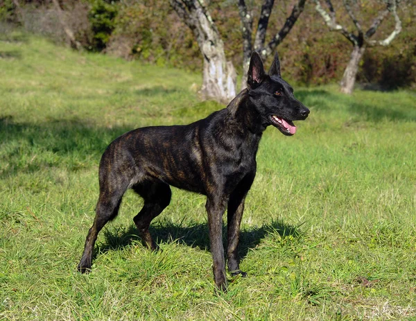 Ein Schwarzer Holländischer Schäferhund Freien — Stockfoto