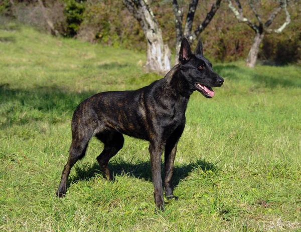 Cão Pastor Holandês Preto Livre — Fotografia de Stock