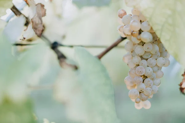 Une Vue Panoramique Raisins Frais Dans Vignoble Sur Fond Flou — Photo