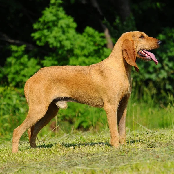 Ένα Σκυλί Segugio Italiano Ιταλικό Κυνηγόσκυλο Μακρύ Κεφάλι Και Αυτιά — Φωτογραφία Αρχείου