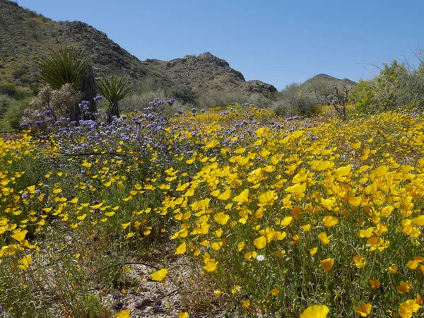 Seletivo Belo Campo Com Flores Silvestres Florescendo Califórnia — Fotografia de Stock