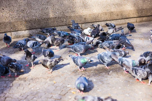 阳光明媚的一天 一群鸽子在人行道上 — 图库照片