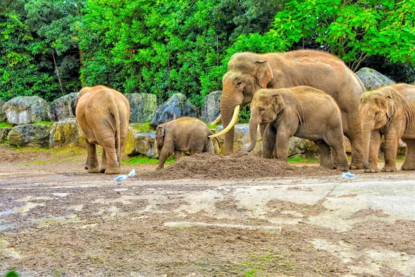 Стадо Слонов Борнео Окружении Зелени Зоопарке Солнечный День — стоковое фото