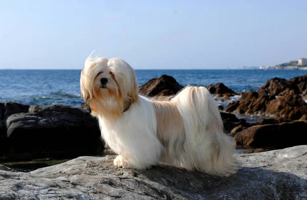 Una Hermosa Toma Perro Apso Lhasa Aire Libre Durante Día — Foto de Stock