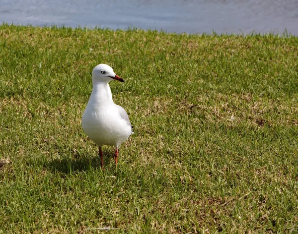 Gaviota Hierba Cerca Del Río Macksville Nueva Gales Del Sur — Foto de Stock