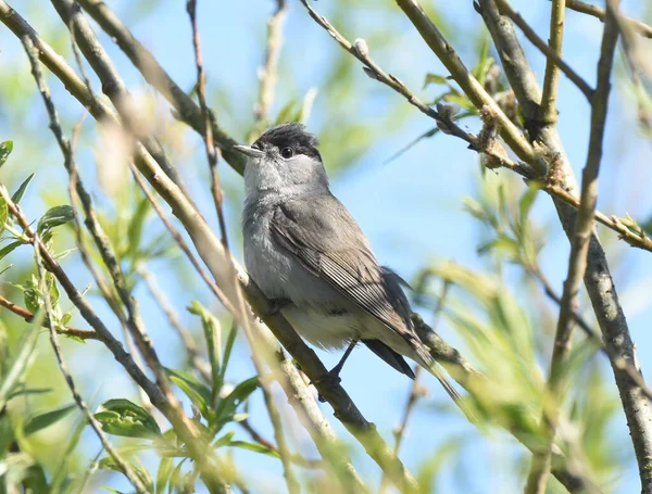 木の枝に黒い頭の鳥のアロセップショット — ストック写真