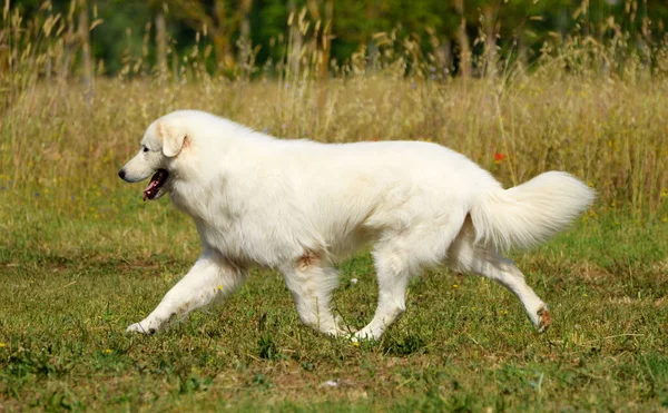 Uma Foto Vertical Maremma Sheepdog Shepherd Dog Maremmano Abruzzese — Fotografia de Stock