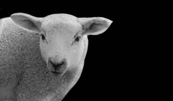 Uma Escala Cinza Uma Ovelha Bebê Bonito Fundo Preto — Fotografia de Stock