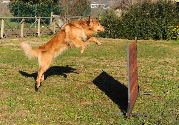一只成年Hovawart狗在户外的垂直镜头 — 图库照片