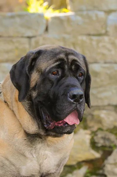 Egy Függőleges Felvétel Egy Mastiff Dog Ról Szabadban — Stock Fotó