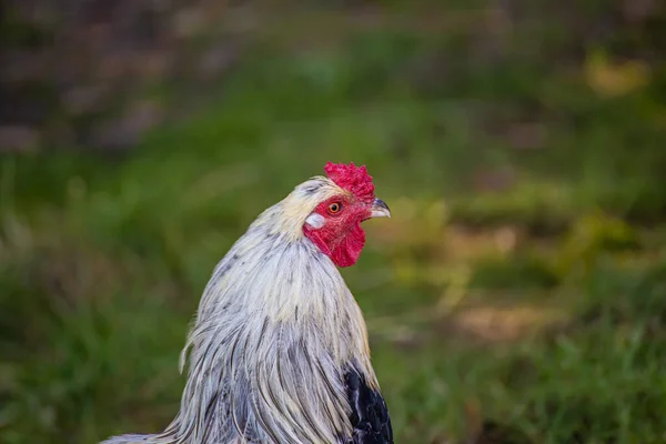 Eine Nahaufnahme Eines Hahns Hausvögel — Stockfoto