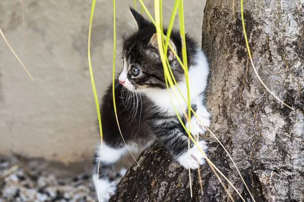 花园里的小猫 — 图库照片