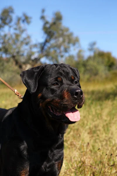 Beautiful Shot Purebred Rottweiler Dog Outdoors Day — Stock Photo, Image