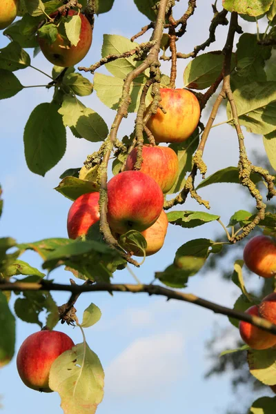 Belo Tiro Maçãs Penduradas Uma Árvore Jardim — Fotografia de Stock