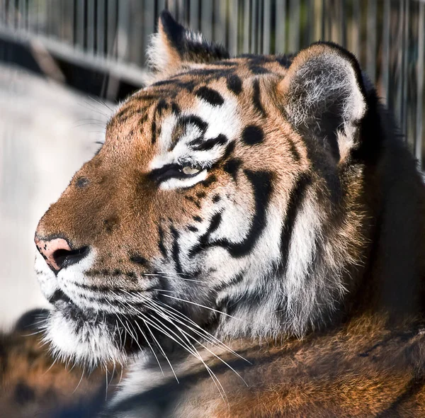 Een Close Shot Van Een Tijger — Stockfoto