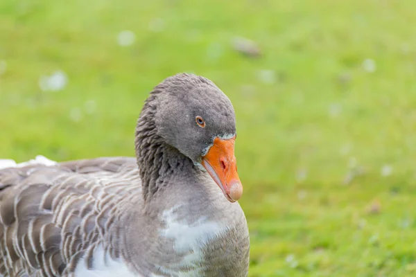 Tiro Perto Pato Selvagem Junto Lago — Fotografia de Stock