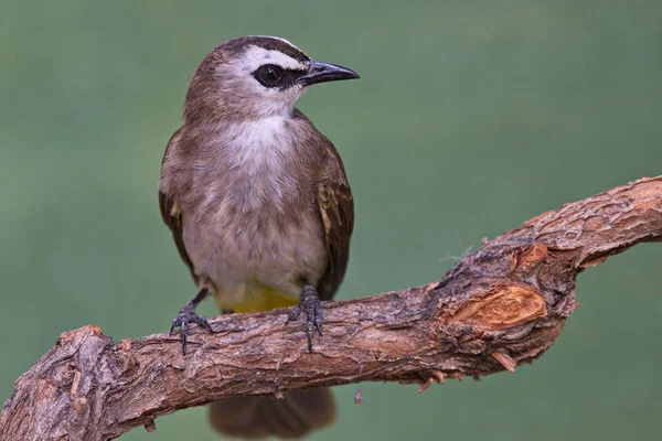 Güzel Bülbül Kuşları Koleksiyonu — Stok fotoğraf