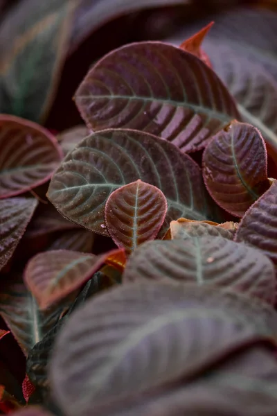 Eine Vertikale Aufnahme Einer Pflanze Mit Frischen Rötlichen Blättern Auf — Stockfoto