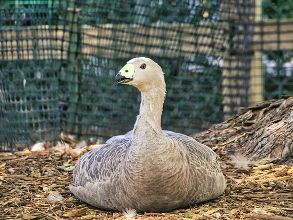 Une Oie Grise Assise Sur Sol Dans Zoo David Traylor — Photo