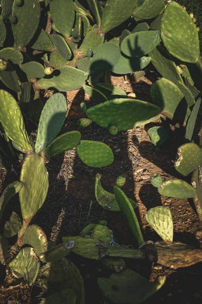 Primer Plano Encantador Nopal Opuntia Floreciente Rayos Sol —  Fotos de Stock