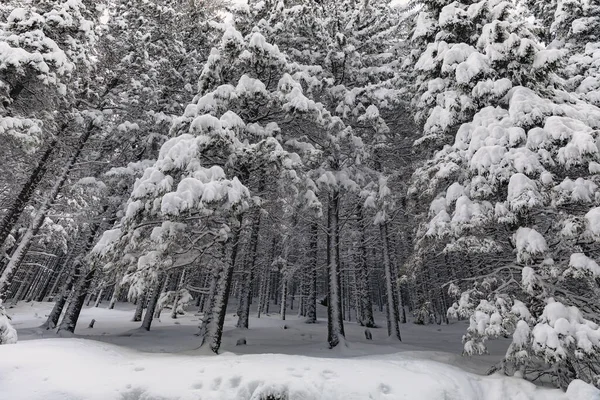 Ett Vinterlandskap Med Tallskog Uppe Fjällen Med Ett Mycket Stort — Stockfoto