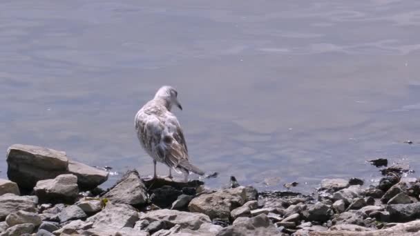 Meeuwen Rotsen Het Water Van Rivier Aan Oevers Van Middellandse — Stockvideo