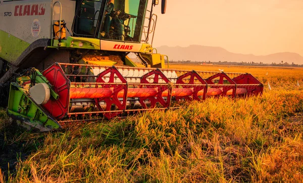 Sueca Espagne Sept 2021 Une Machine Agricole Fauchant Riz Sur — Photo