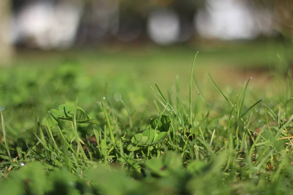 Feuilles Vertes Herbe Sur Fond Flou — Photo