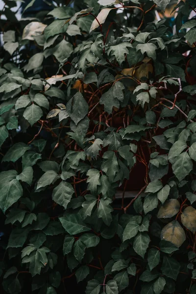 Disparo Vertical Una Planta Con Hojas Verdes Frescas —  Fotos de Stock