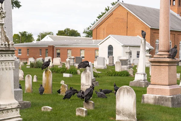 Кладбище Черными Стервятниками Стоящими Надгробиях Мрачным Небом — стоковое фото