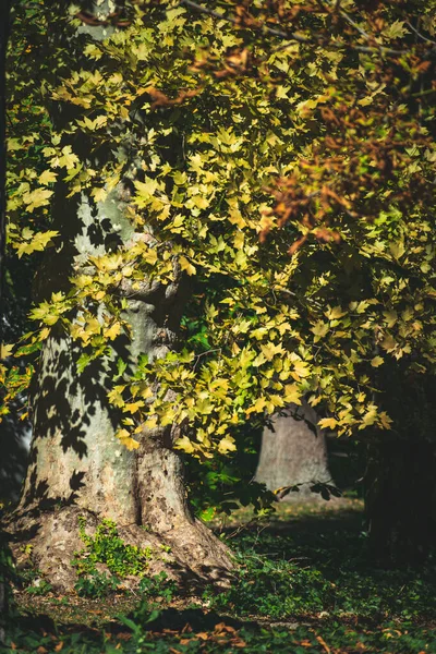 Vertikal Bild Gula Blad Ett Träd Hösten — Stockfoto