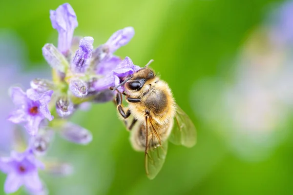 Egy Méhecske Közelsége Levendulán Egy Mezőn Napfény Alatt Homályos Háttérrel — Stock Fotó