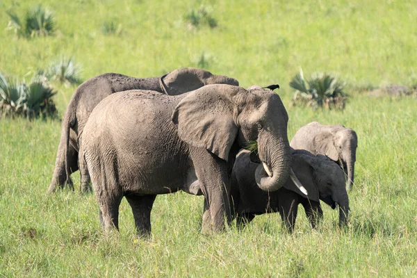 Troupeau Éléphants Dans Leur Habitat Naturel — Photo