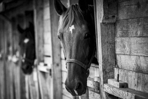 背景がぼんやりしている日の光の中で馬の灰色のショット — ストック写真